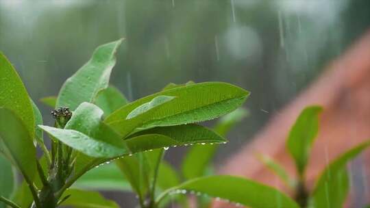 雨中的茶树 树叶下雨  茶叶