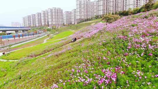 山东济南龙鼎大道龙洞格桑花秋天航拍山坡