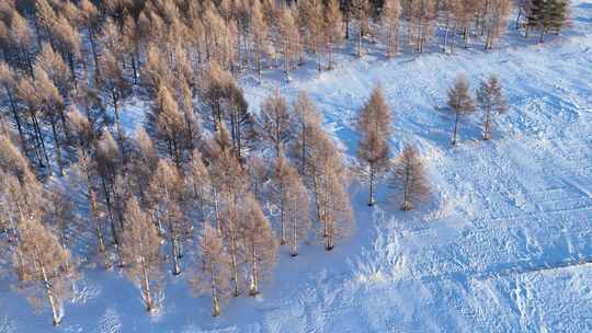 航拍雪原松林