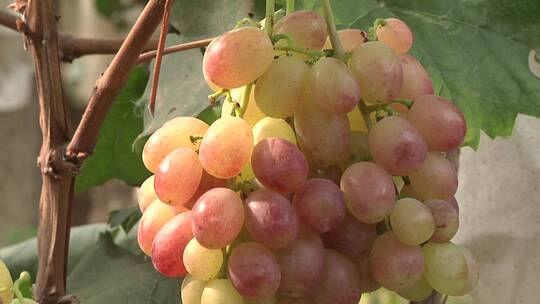 葡萄 葡萄种植 葡萄新品种