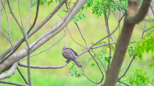 南方乡村苦楝树上栖息的珠颈斑鸠