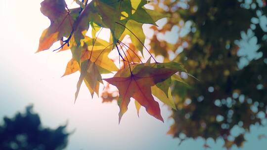 秋天枫树落叶升格