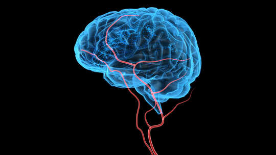 大脑 大脑神经 神经血管 脑血管