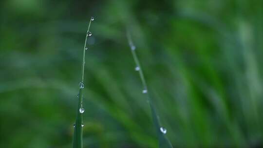 黑麦草 黑燕麦 麦草 露珠