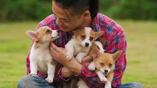 年轻人抱着三只宠物狗柯基幼犬坐在草地上