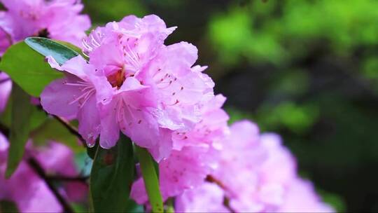 雨中的杜鹃花