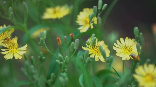 小黄菊花