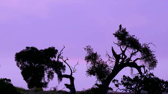 紫色天空下的一棵树