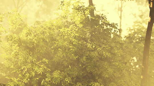 雾天阳光透过树林