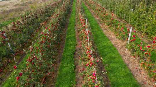 4K番茄西红柿菜园果园采摘水果蔬菜
