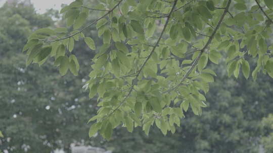 微风拂面的树枝树叶slog3实拍素材视频素材模板下载