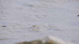 螃蟹深圳湾公园生态鸟滩涂潮间带3103高清在线视频素材下载