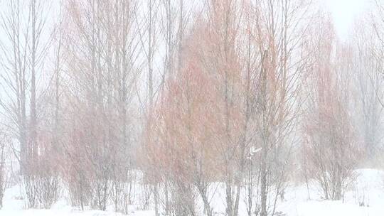 大兴安岭林区红柳春雪视频素材模板下载