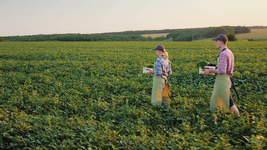 两个农民分别抱着一箱新鲜的蔬菜走在田野里