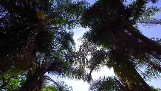 逆光下的棕榈树