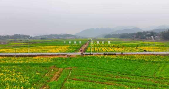 4k长沙望城茶亭油菜花花海航拍