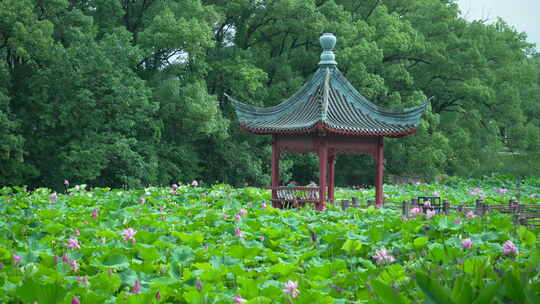 武汉东湖磨山景区盆景园