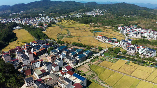 义乌大陈美丽乡村金色稻田风光航拍 合集