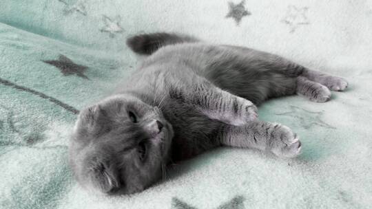 可爱的猫猫慵懒的躺着