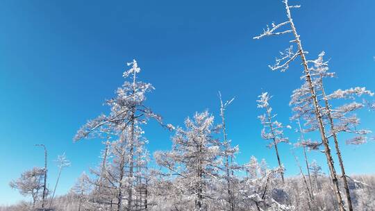 林海雪原银色松林