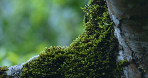 茶园生态植物有机苔藓茶叶生长状态空镜