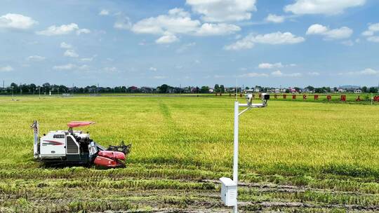 航拍丰收季节机械收割机稻田收割视频素材模板下载
