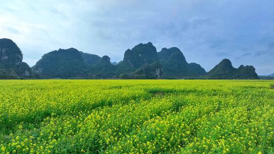 广西玉林喀斯特地貌油菜花春季航拍