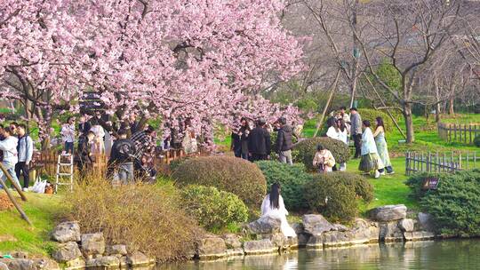 武汉东湖樱花园早樱树下的游客汇总2视频素材模板下载