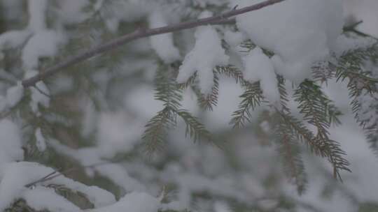 J哈尔滨伊春汤旺河雪景4K实拍视频