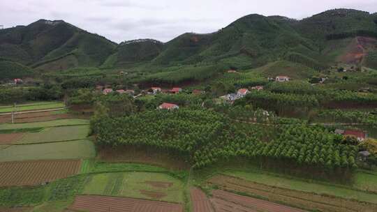 景观田灌木花园