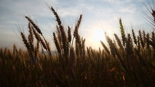 成熟小麦在日出天空背景视频素材模板下载