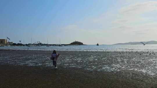 海岸线海边海鸥