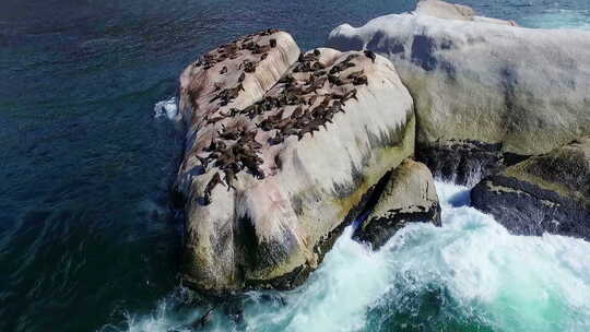 一群海狮在海之间的岩石上
