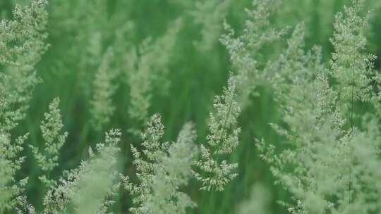 草 草地 绿色 花草 植物 实拍视频