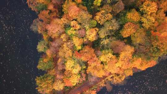空中放大美丽的秋天颜色的森林。俯视图无人机4k