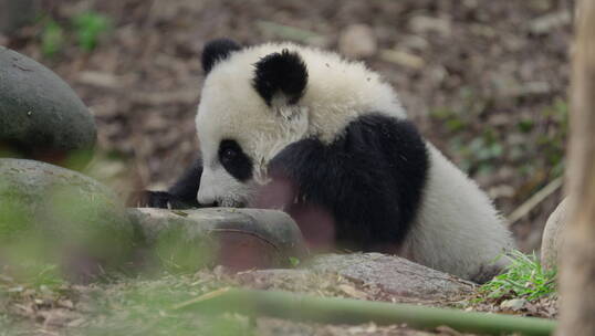 可爱的大熊猫幼崽幼年大熊猫萌动视频