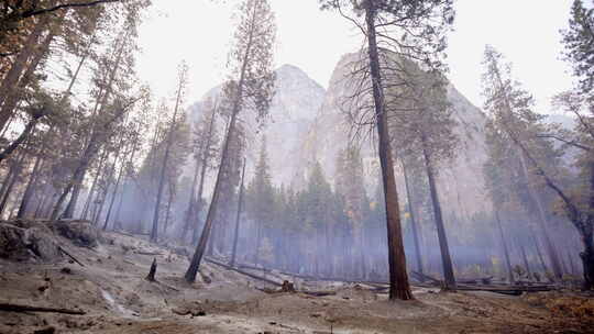 山地林区野火后低角度烧伤和朦胧区研究