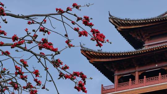 春风中摇曳的木棉花