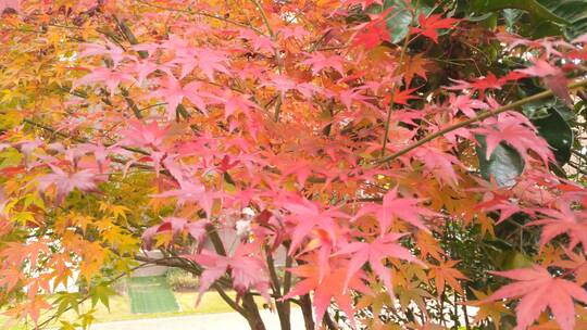 秋天红色枫叶