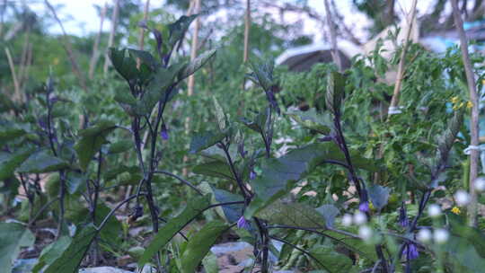 田间菜地 自然 生活 悠闲 惬意