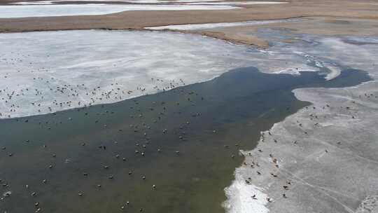 青海青海湖湖面飞鸟航拍视频