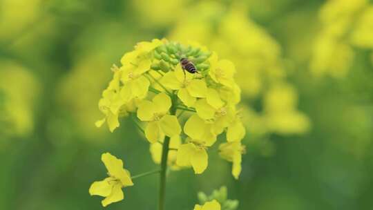 油菜花蜜蜂采蜜