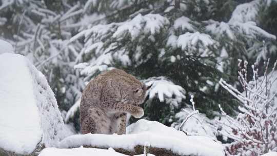 山猫，野猫，雪，物种