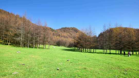 湖北恩施州大山顶林海水杉风景风光森林