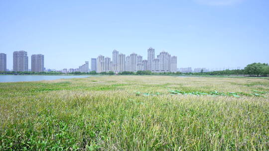 武汉杨春湖城市生态公园风景