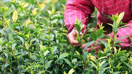 航拍茶园采茶工 航拍山区茶山 采茶人