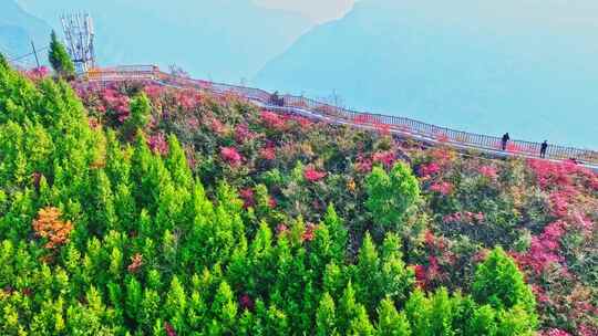 航拍巫峡红叶