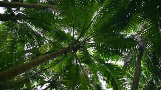 海南文昌东郊椰林生长的椰树视频素材模板下载