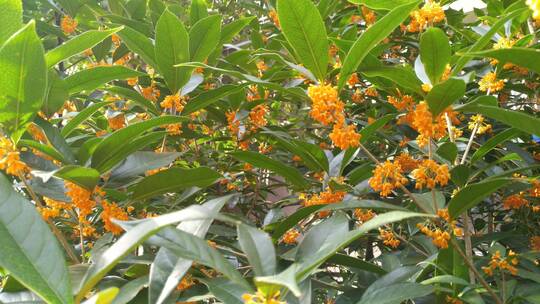 金桂桂花植物