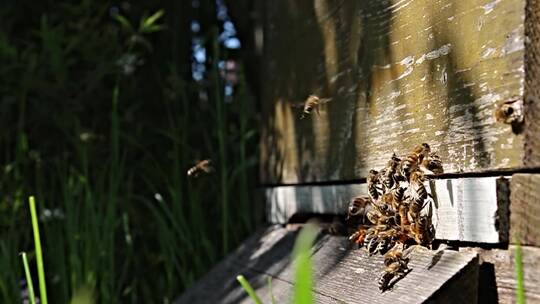 蜜蜂养殖蜂箱视频素材模板下载